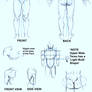 Male Anatomy Patterns