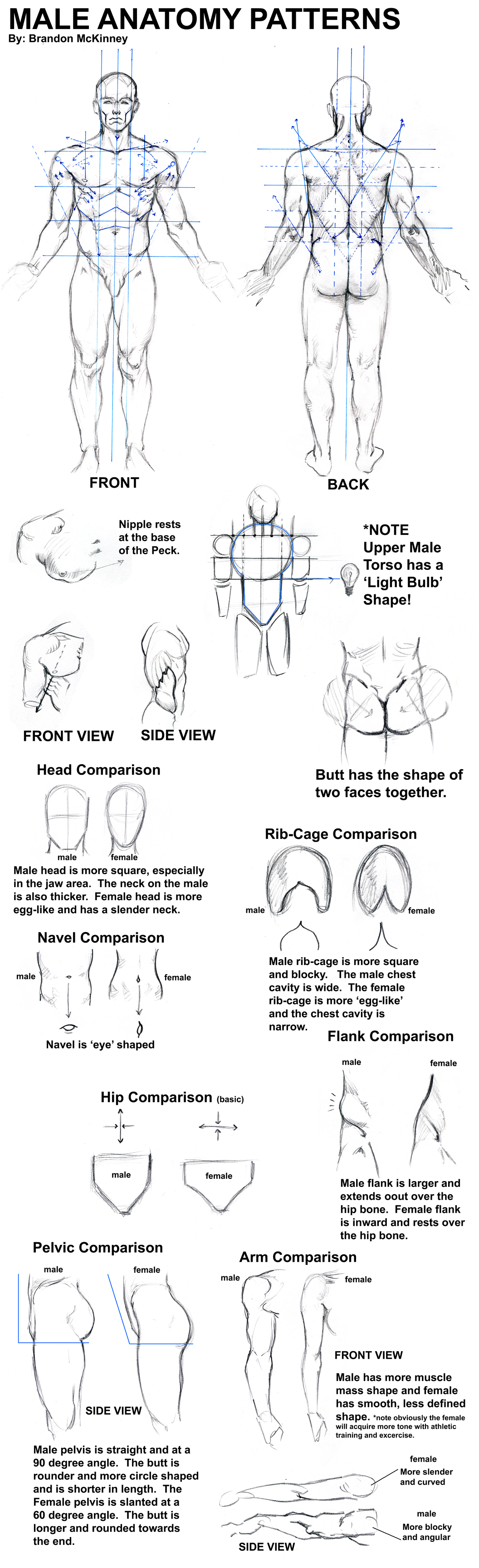 Male Anatomy Patterns