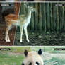 Animals Photoshop Actions