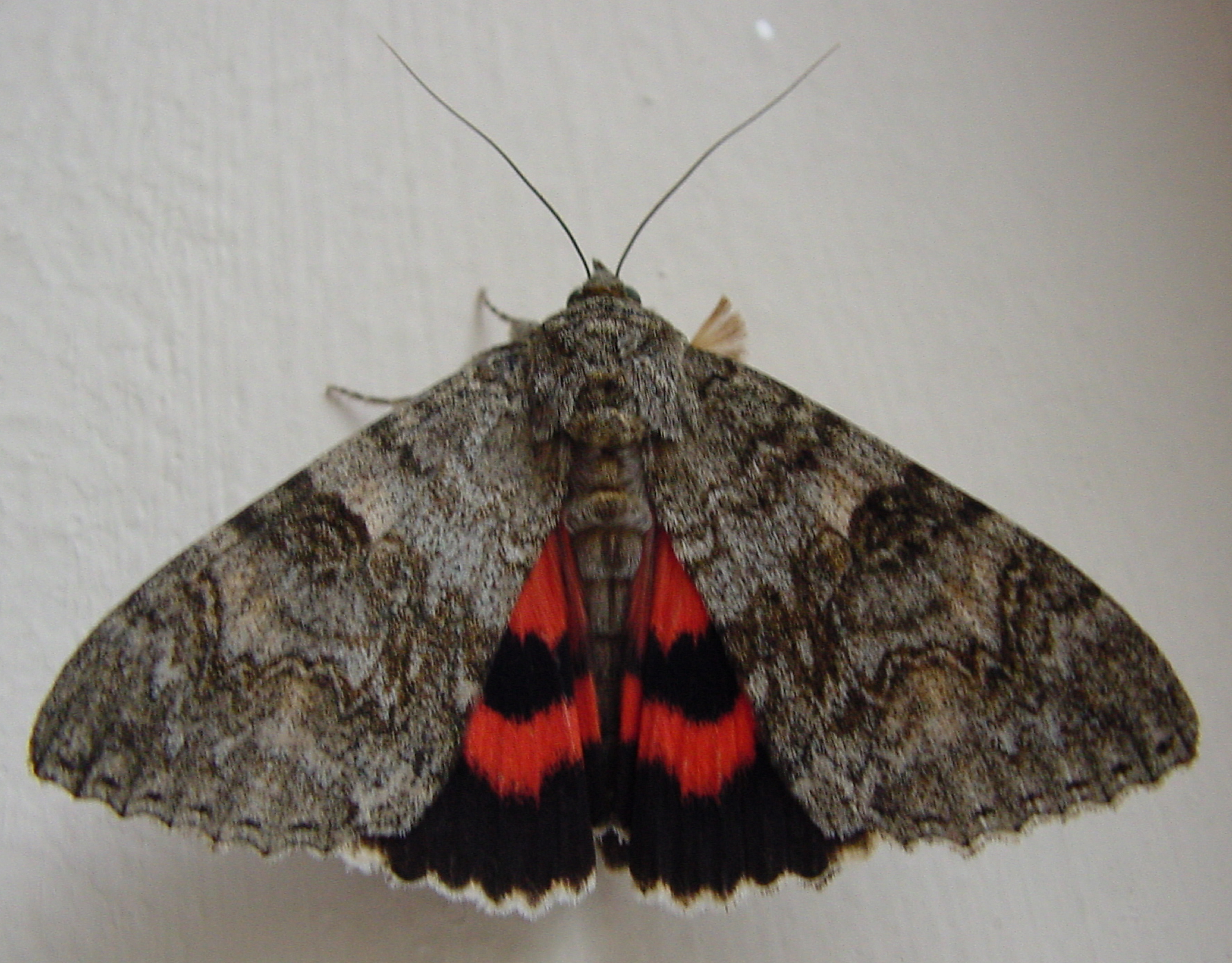 Red Underwing Moth(Catocala nupta) Wakes Up 3 of 3