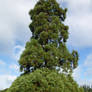 A Giant Sequoia (Sequoiadendron giganteum) in Park