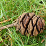 Giant Sequoia Cone (Sequoiadendron giganteum).