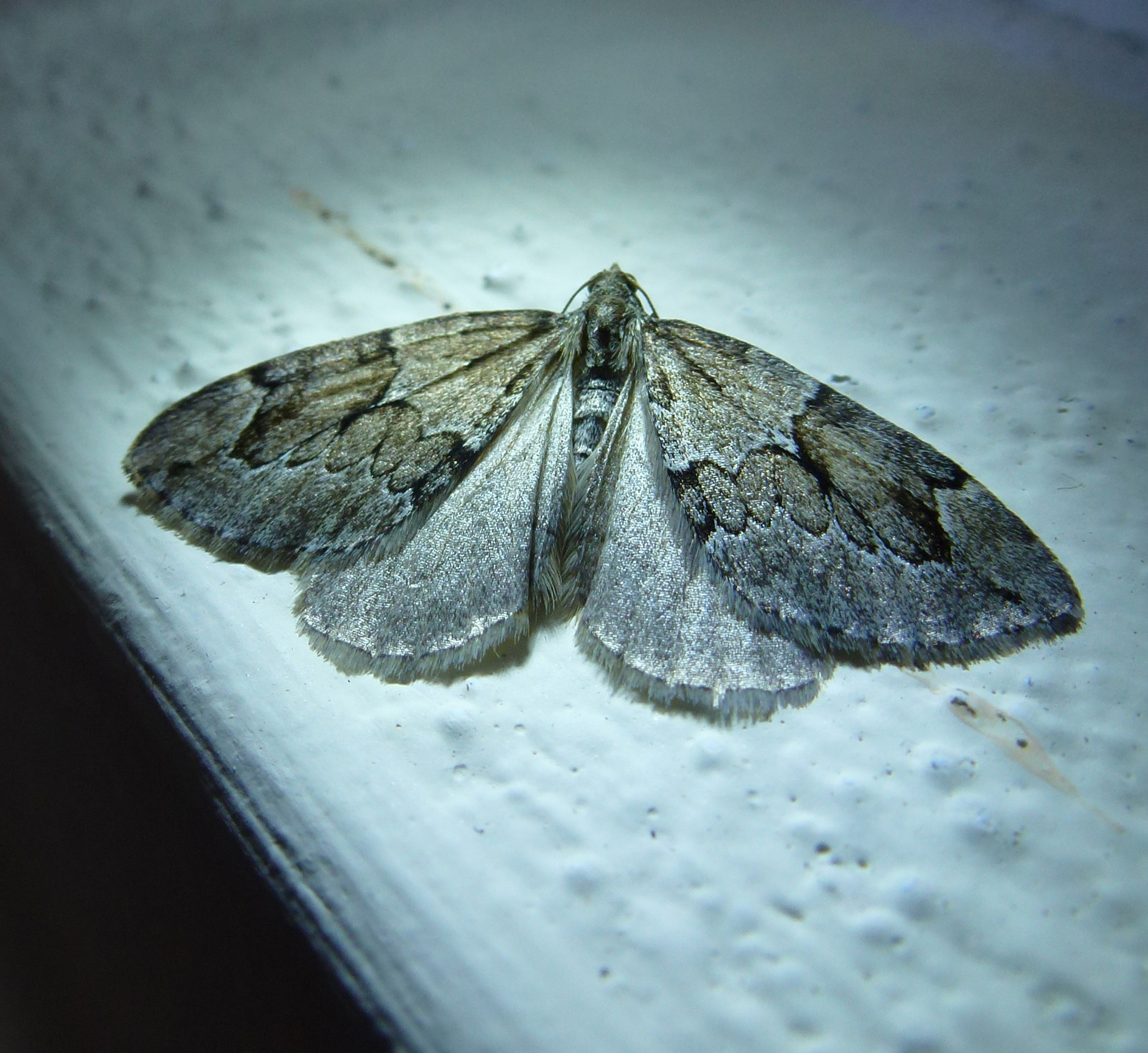 Moth of Silver