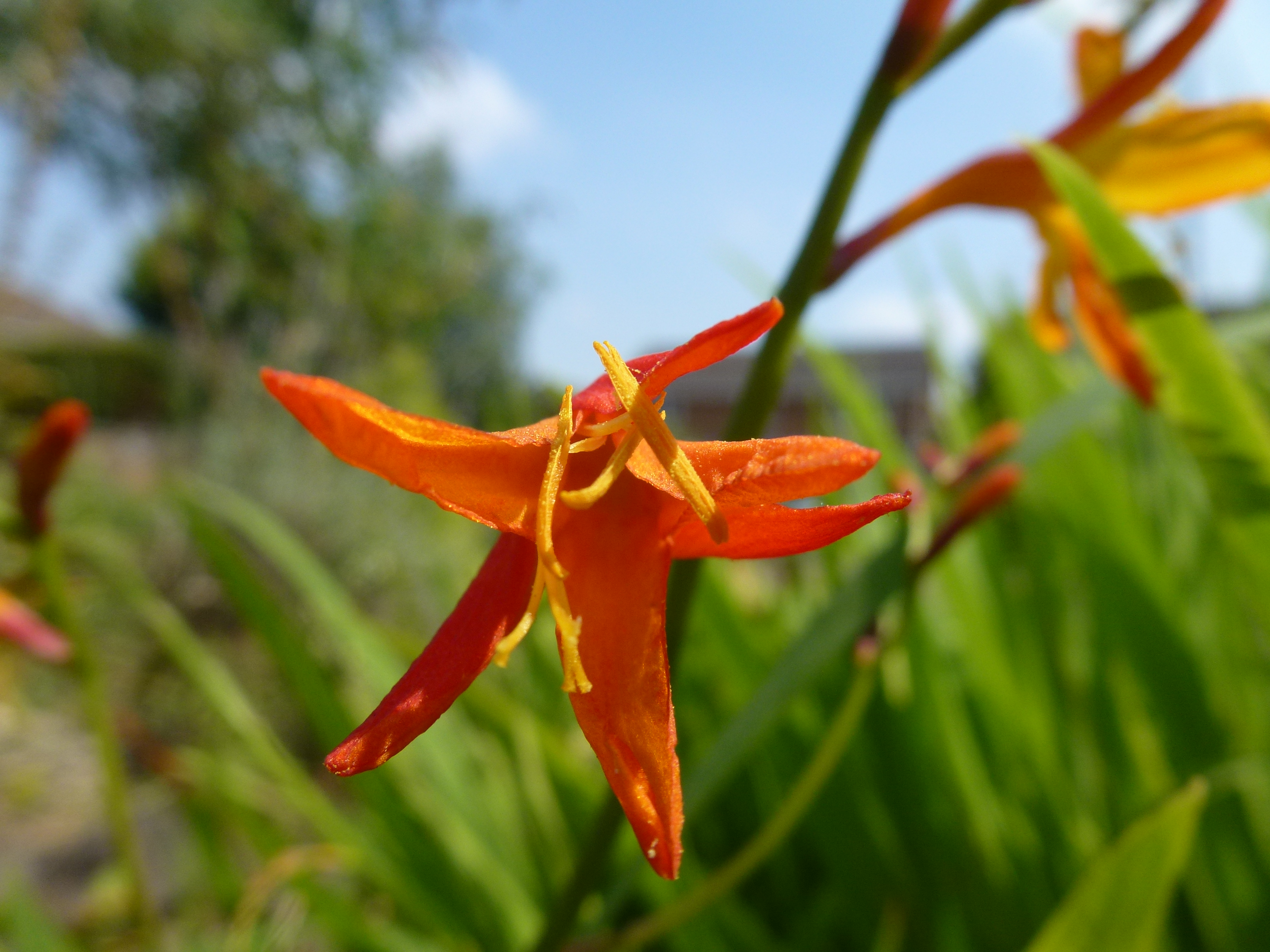 Crocosmia Attack Vehicle - Front Garden