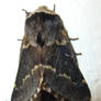 December Moth(Poecilocampa populi) By Front Door 2