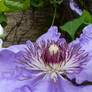 Clematis on House Wall Front Garden