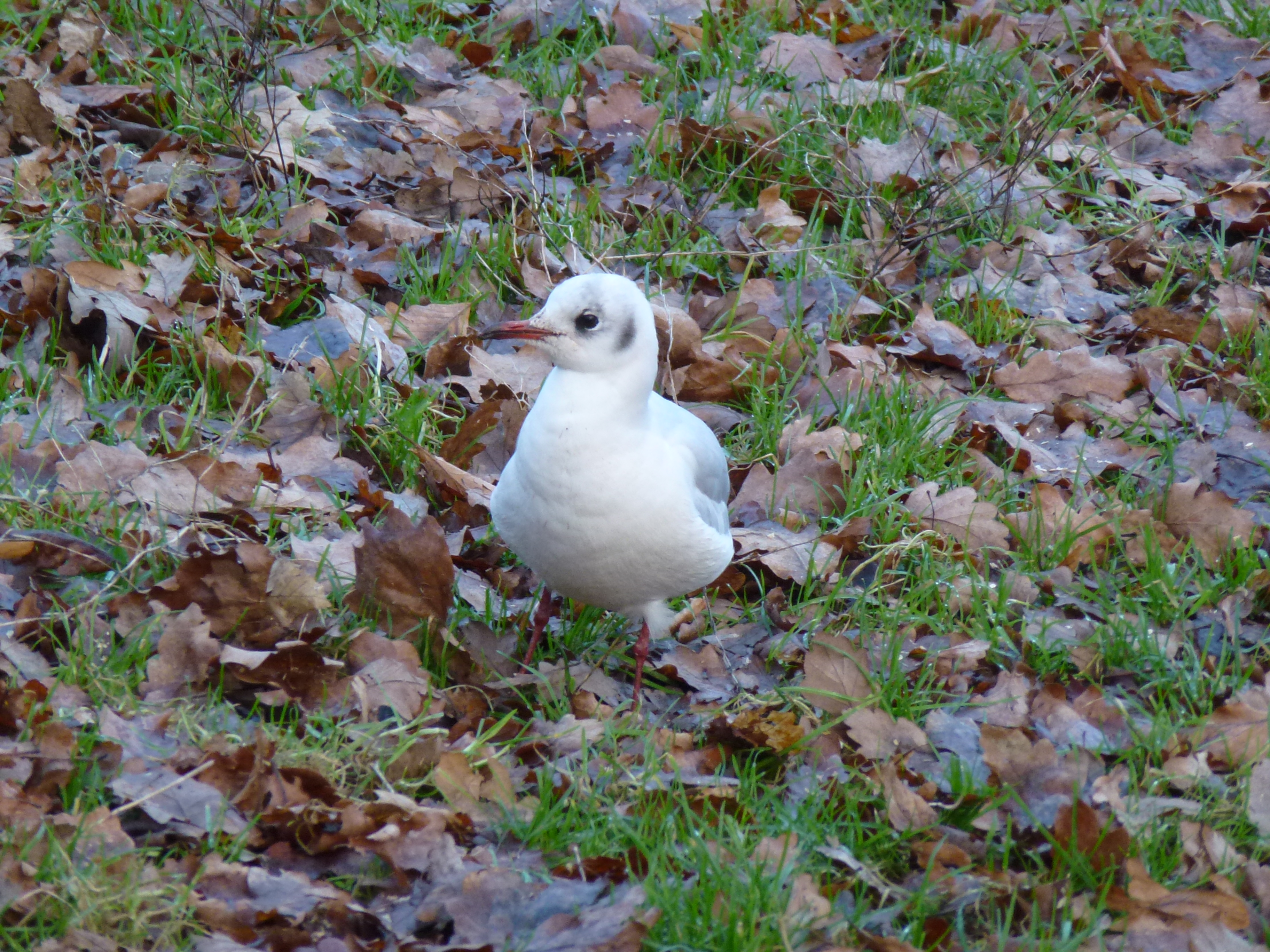 Gull:  2. Looking Me In The Eye