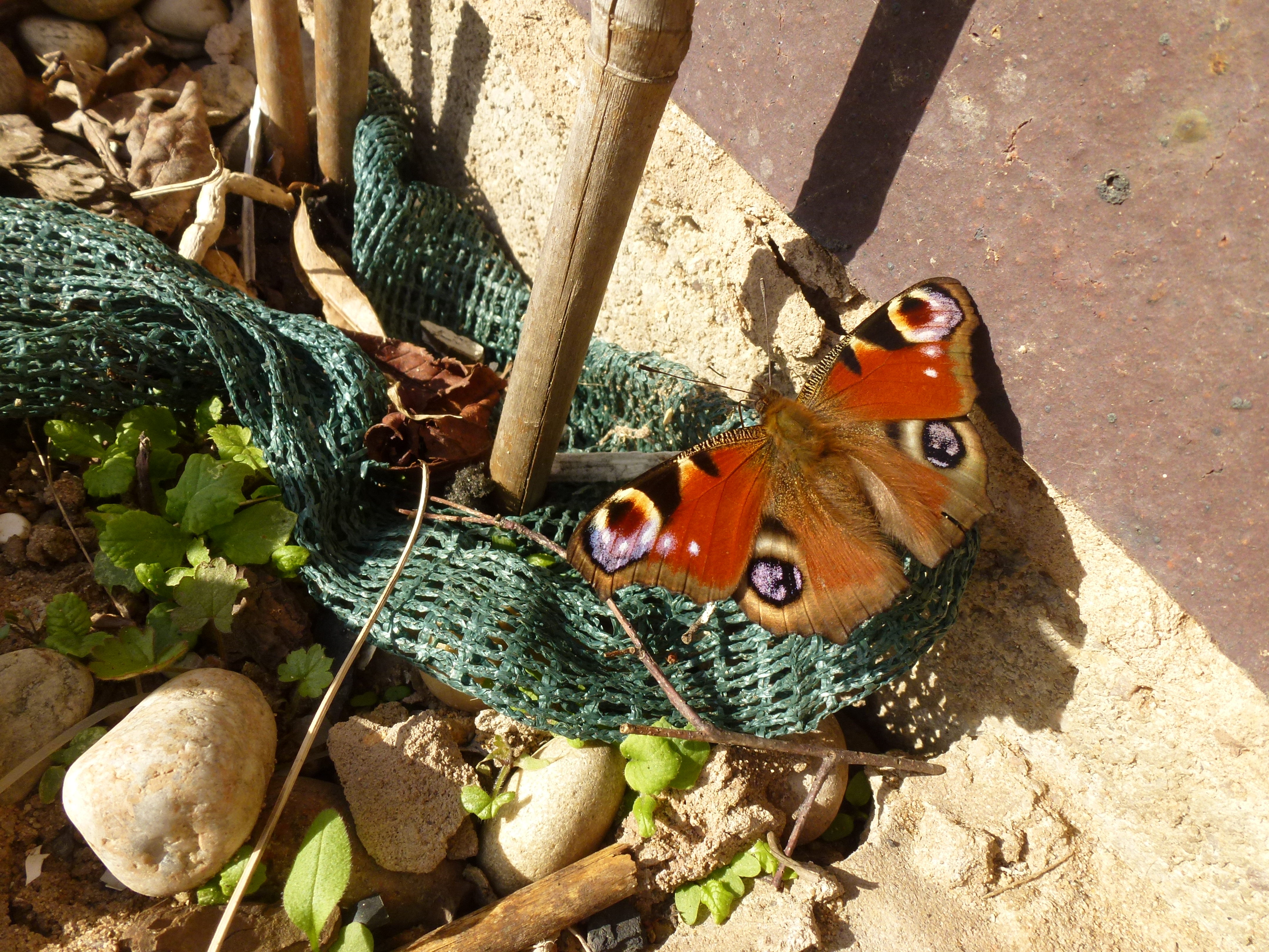 Last Summer's Peacock Butterfly Out Of Hibernation