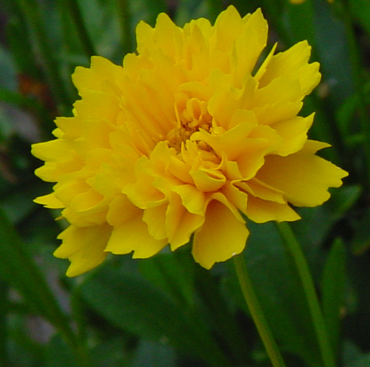 Yellow Flower Back Garden