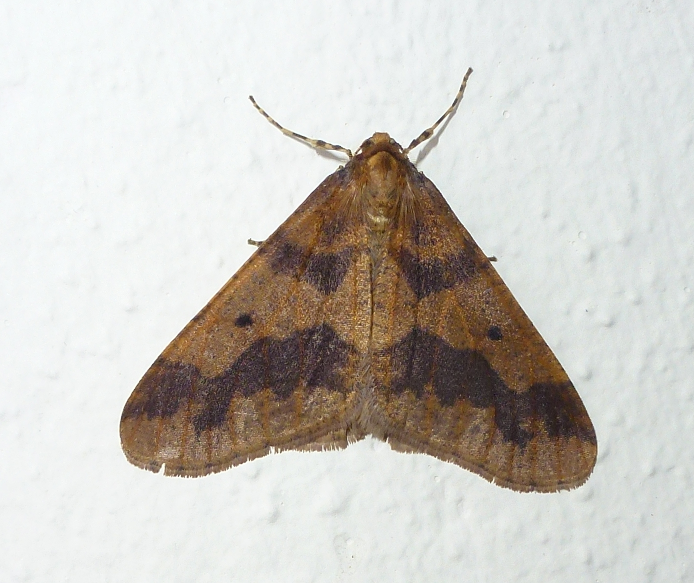 Male Mottled Umber Moth This AM Front Door