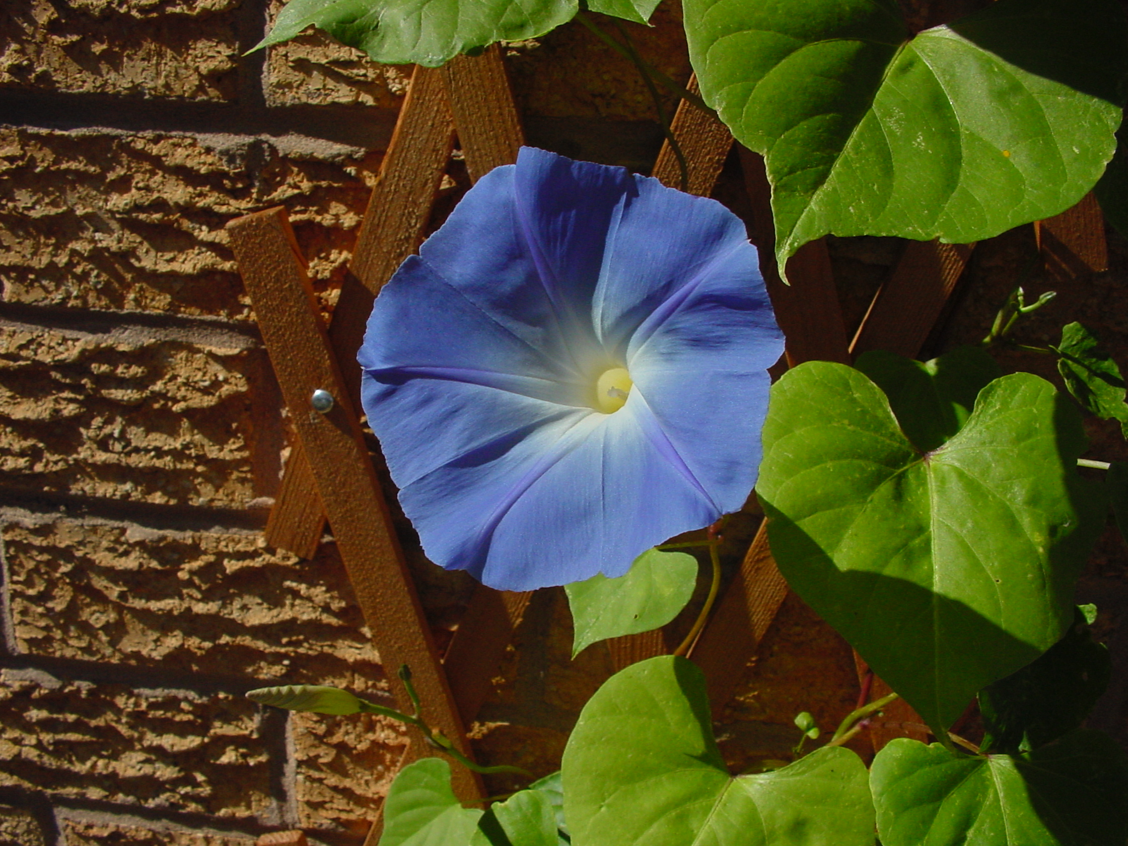 Morning Glory by Front Door