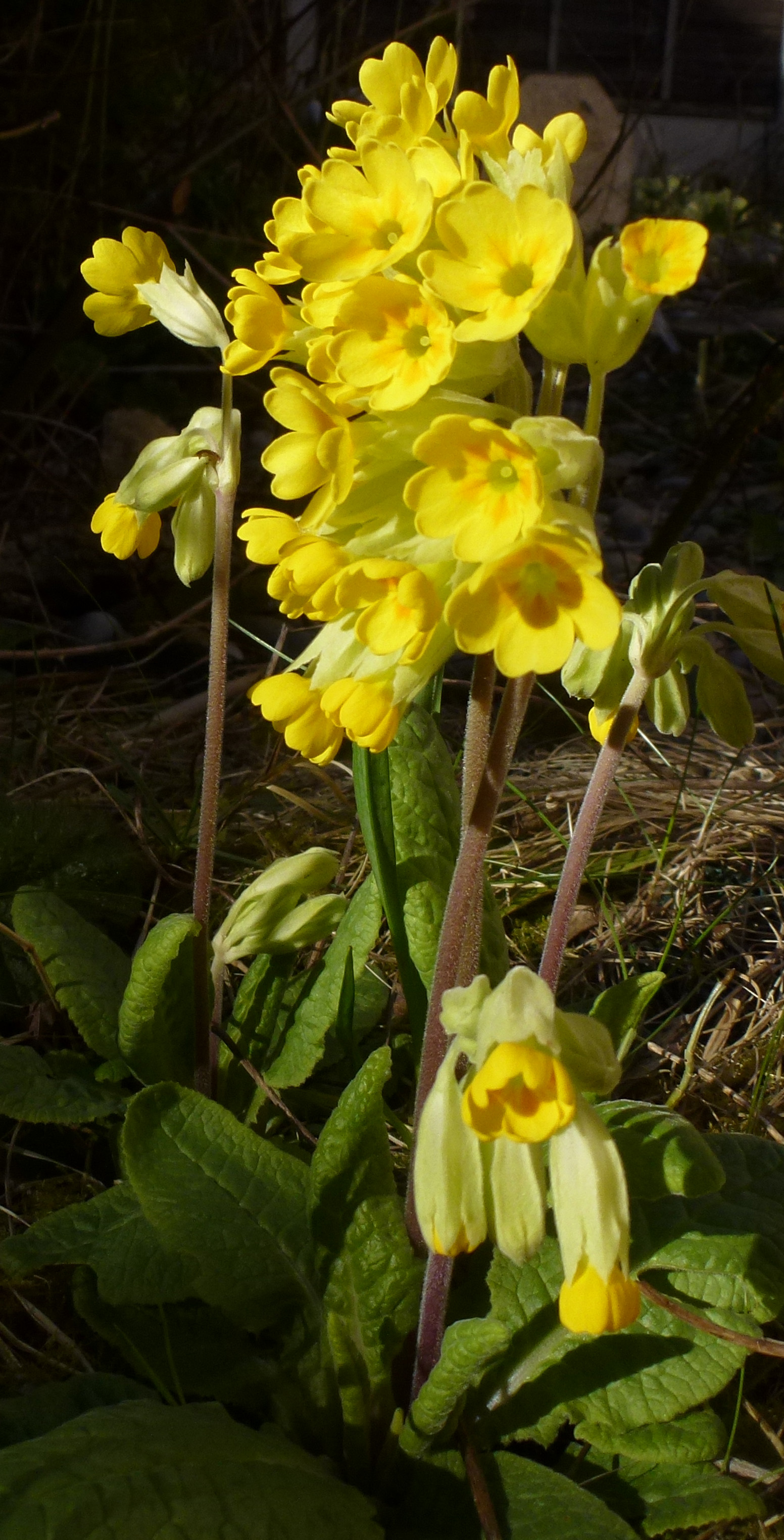 Native Cowslip (Primula veris) Back Garden 5