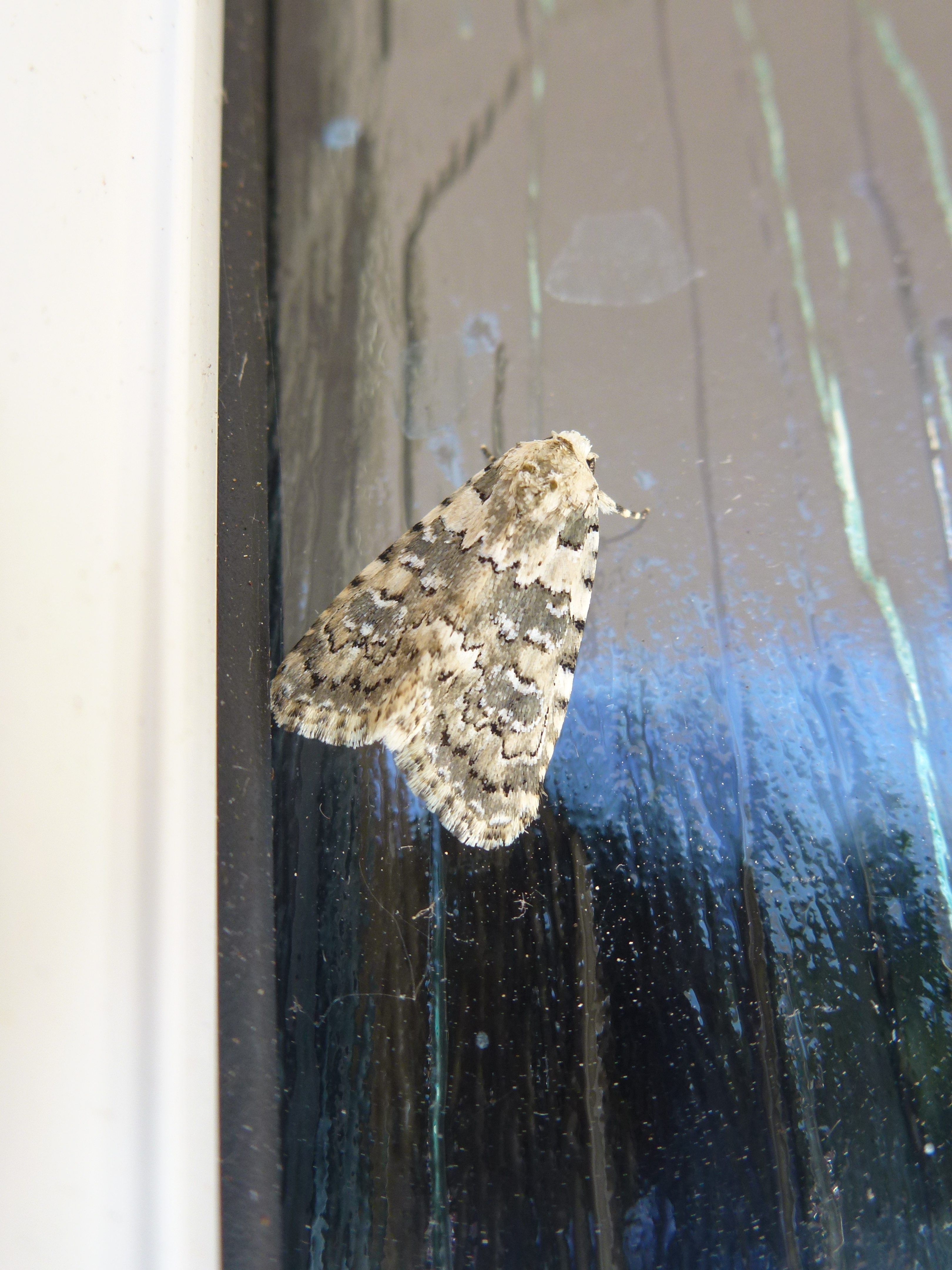 Marbled Beauty moth(Cryphia domestica) -front door