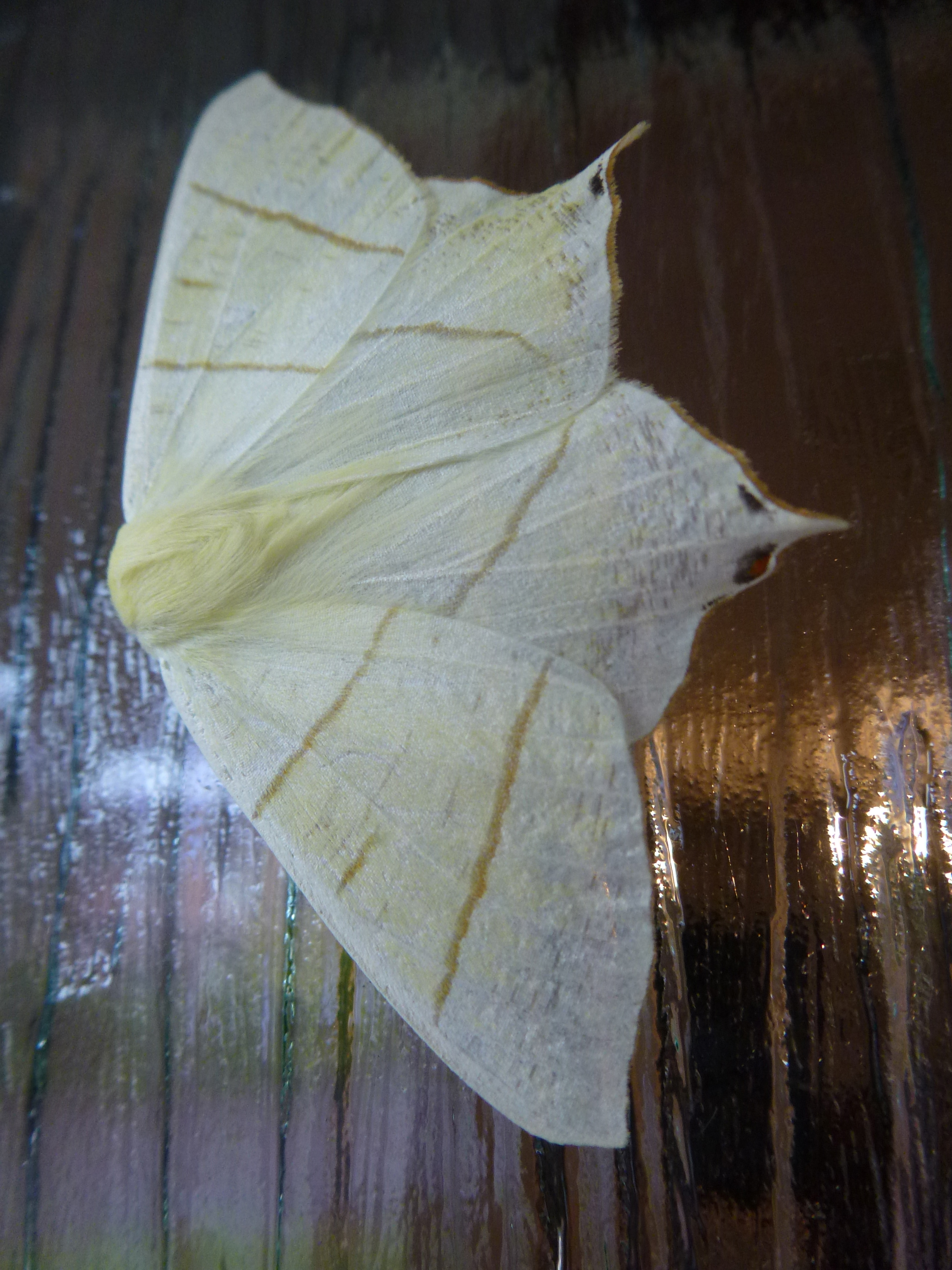 Swallow-tailed Moth 1 on Front Door