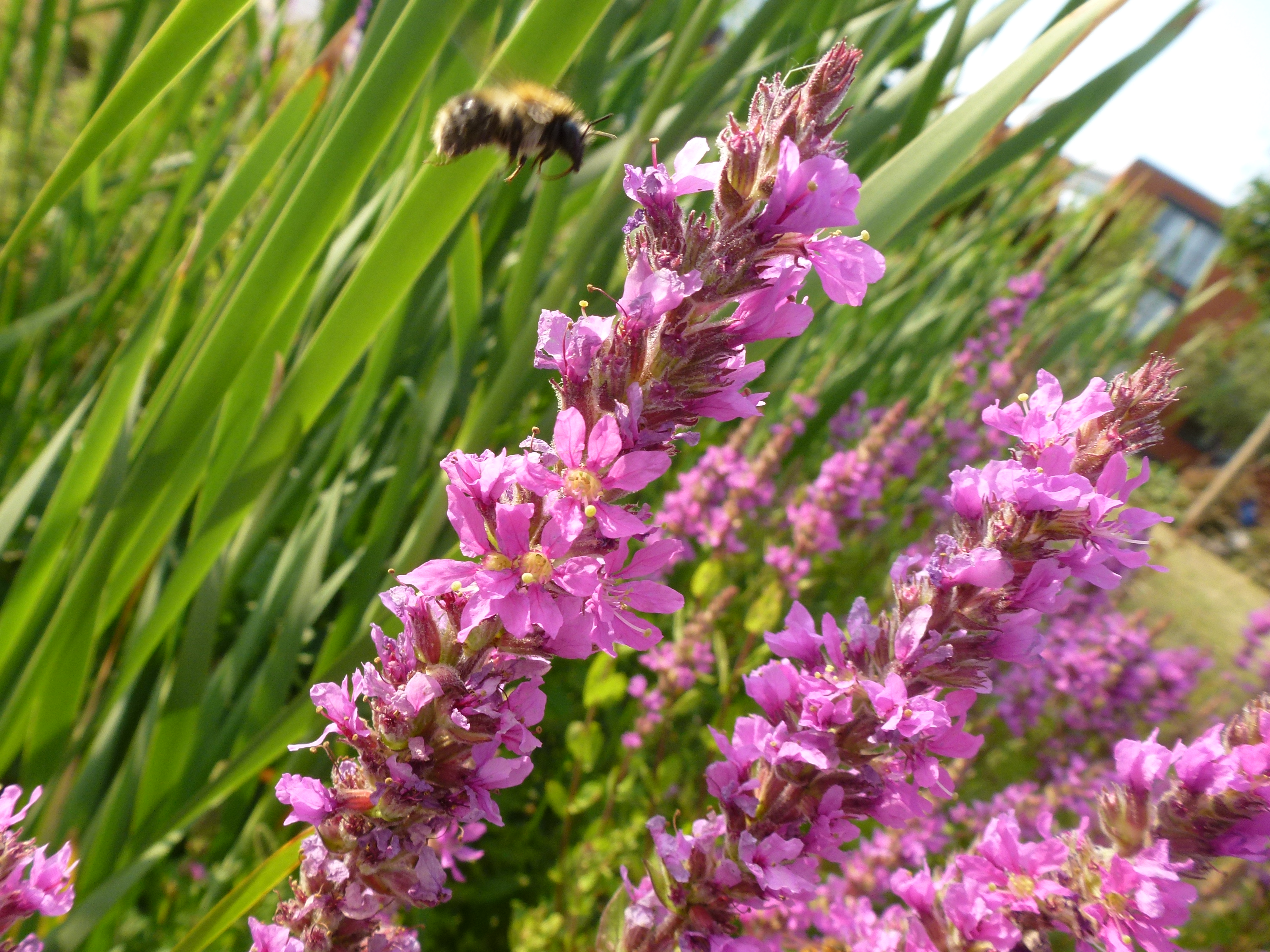 Purple Loosestrife on Campus 5