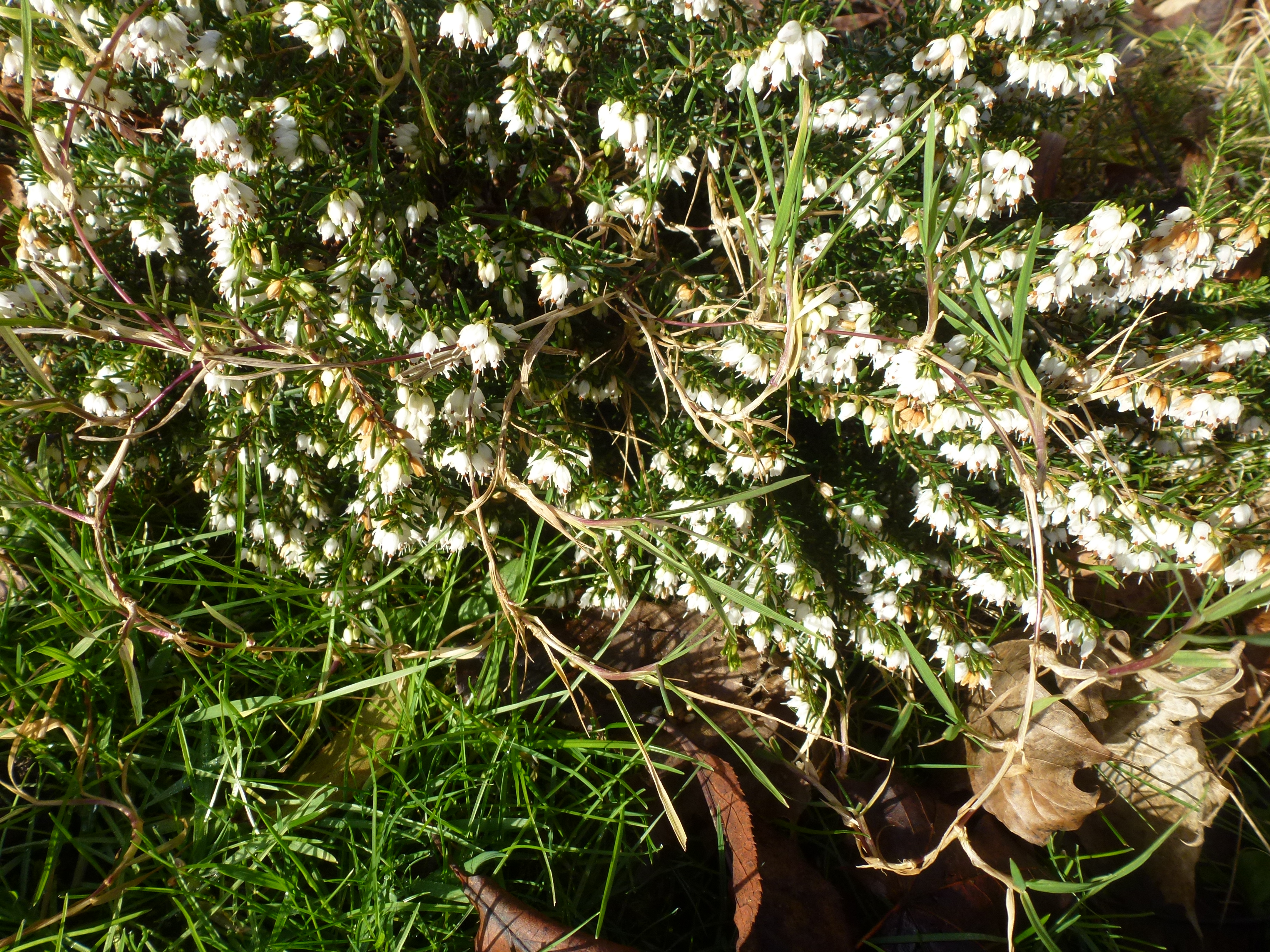 White Erica Heather, Front Garden