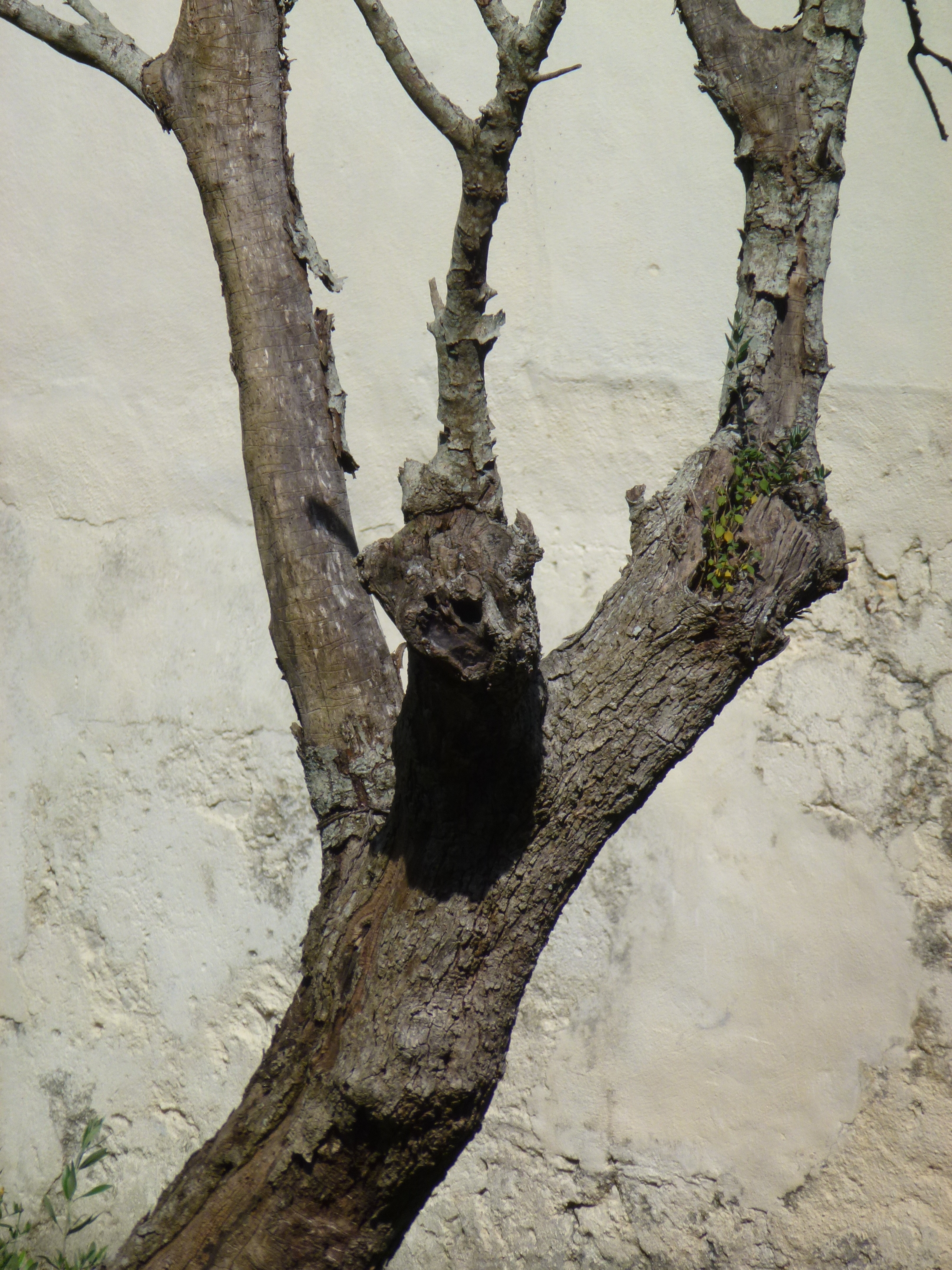 Tortured Man, Queluz, Portugal 2