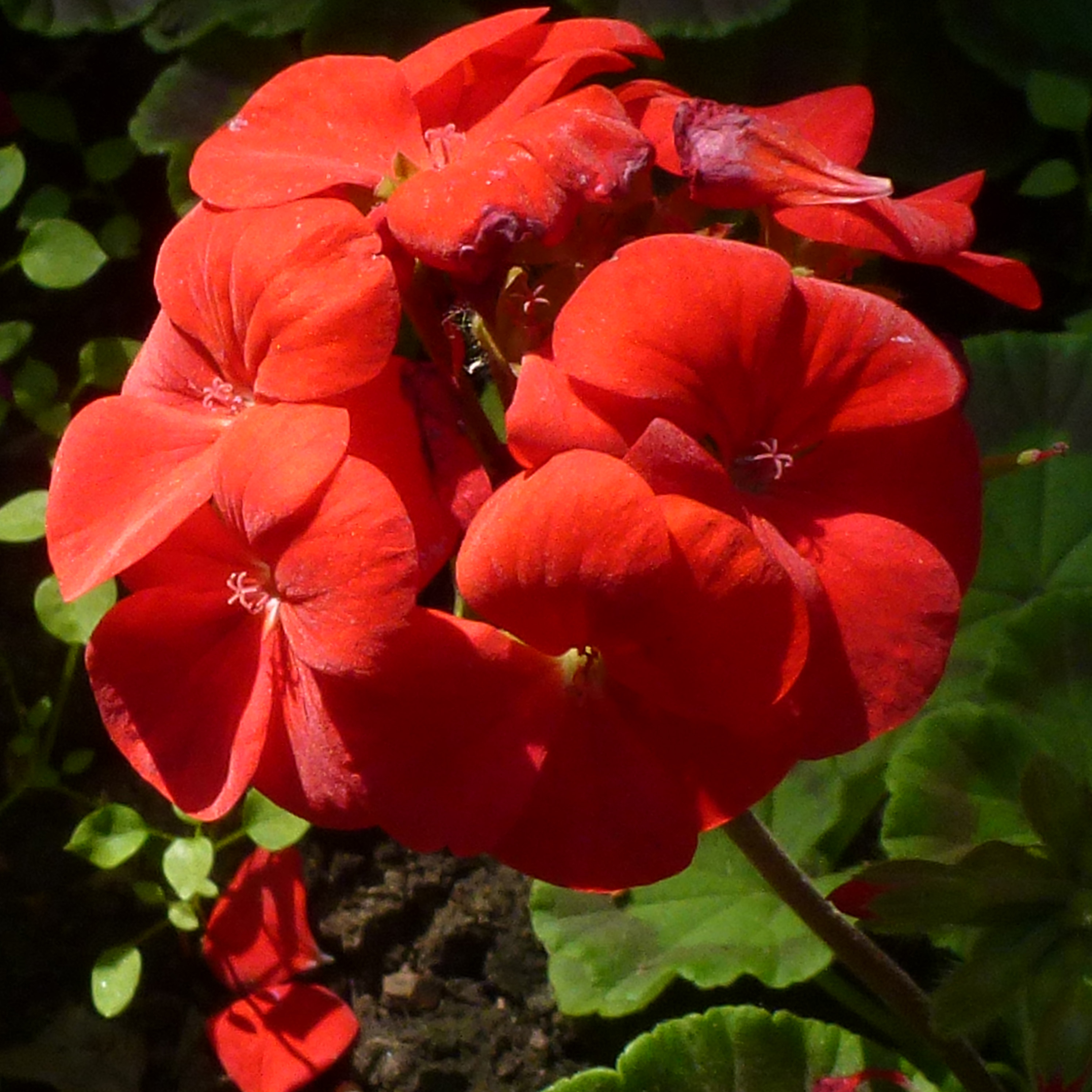 Red Pelargonium, University of Birmingham, UK