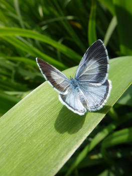 Female Holly Blue Butterfly on Campus 2