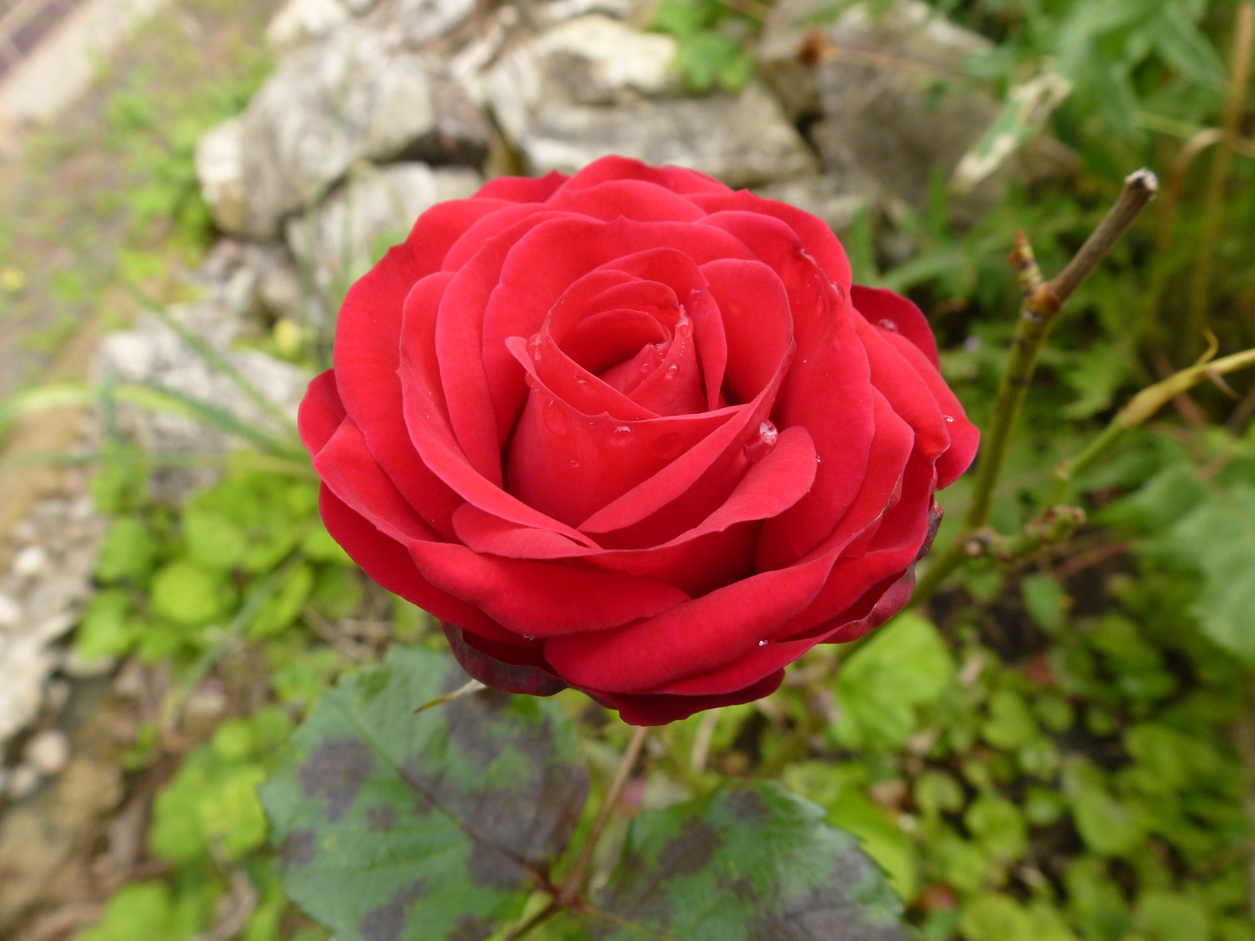 Lone Rose - Front Garden