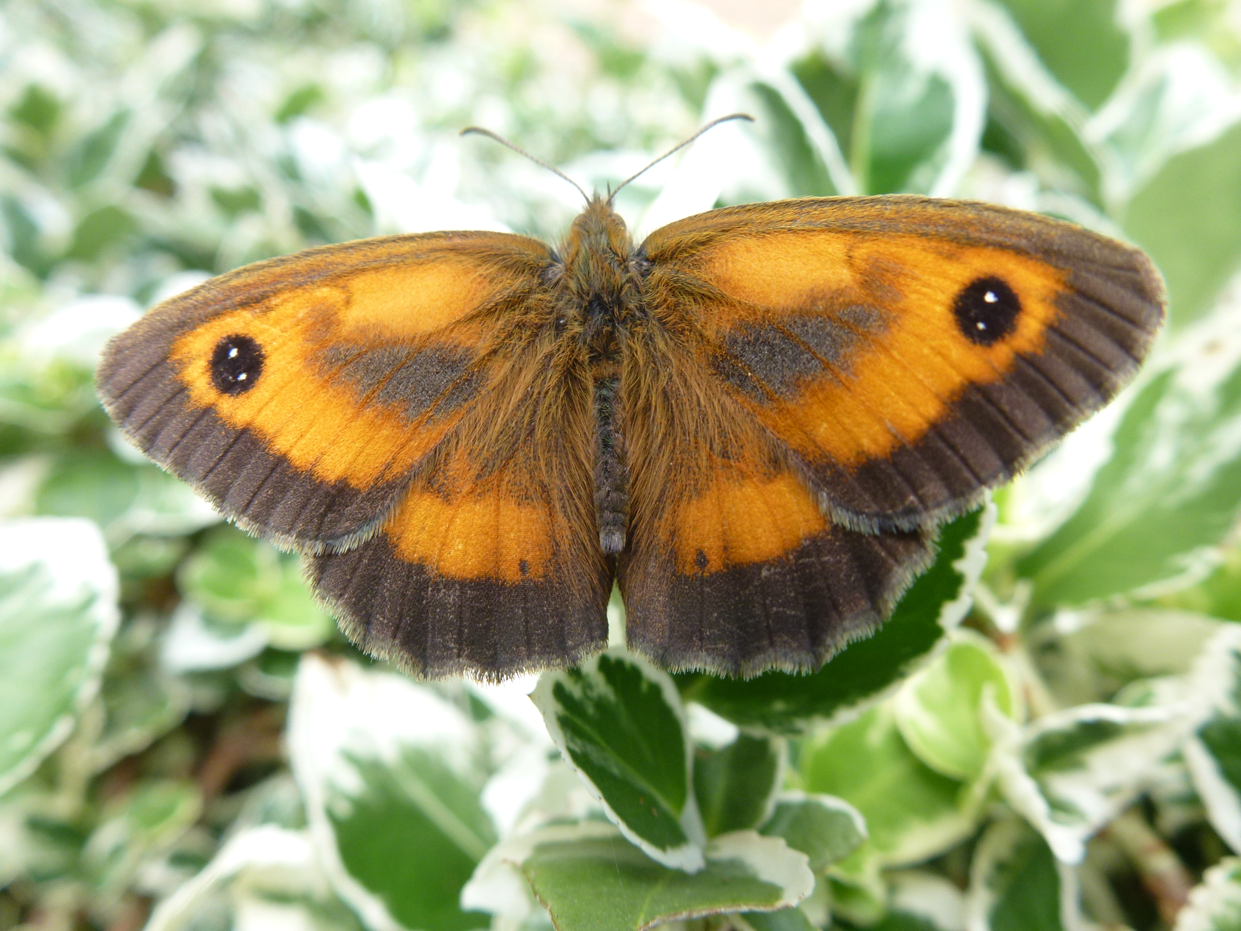 Male Gatekeeper Butterfly, Garden from ca 2-3 in.