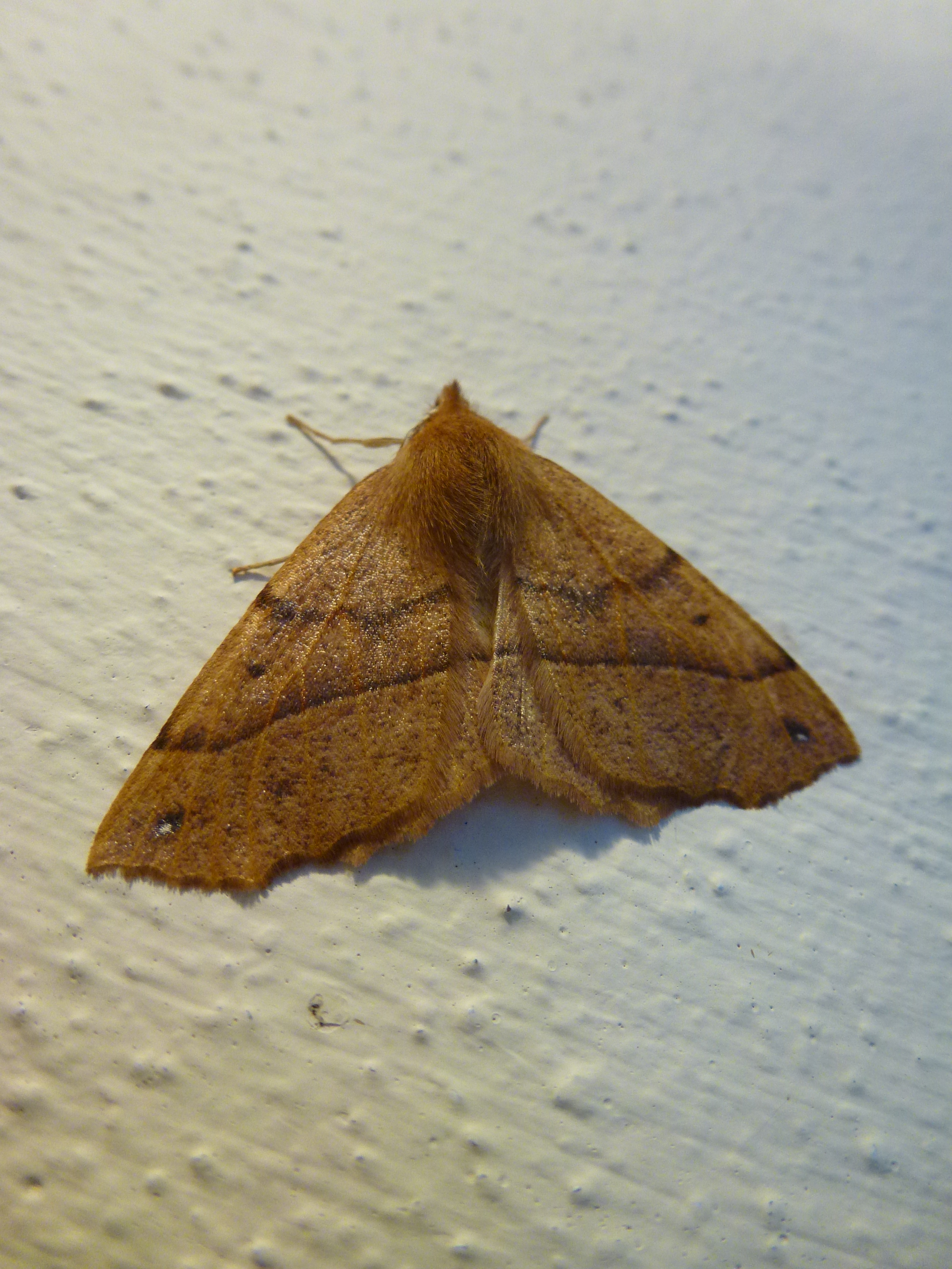 Male Feathered Thorn Moth at Front Door