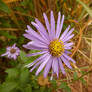 Campus Aster