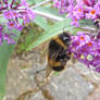 Bumble Bee on Buddleia Front Garden