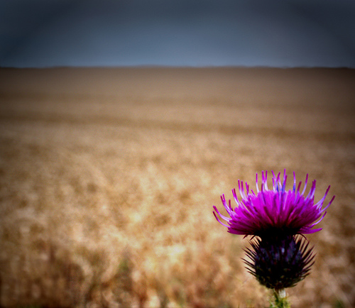 Corn Flower