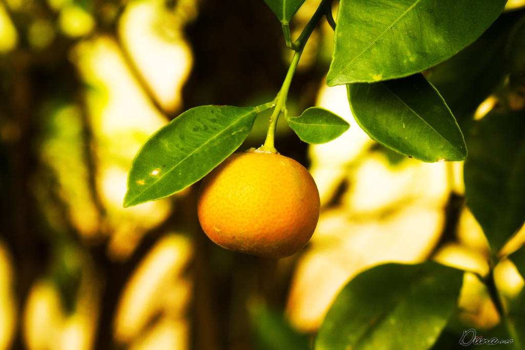 Lemon Deepan Lemon by Diinax3 on DeviantArt