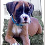 boxer pup