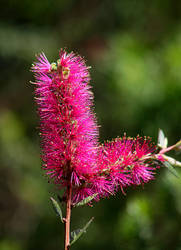 Banksia