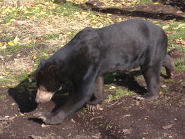 Speckled Bear at the Zoo