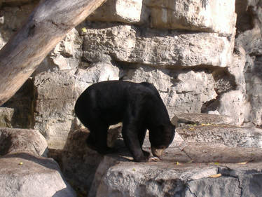 Malayan Sun Bear