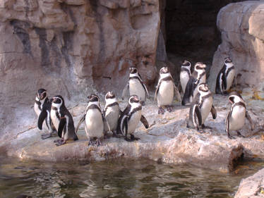 Penguin class photo