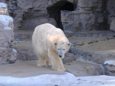 Stepping Polar Bear