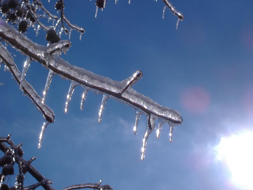 Iced Branch and Blue skies 1