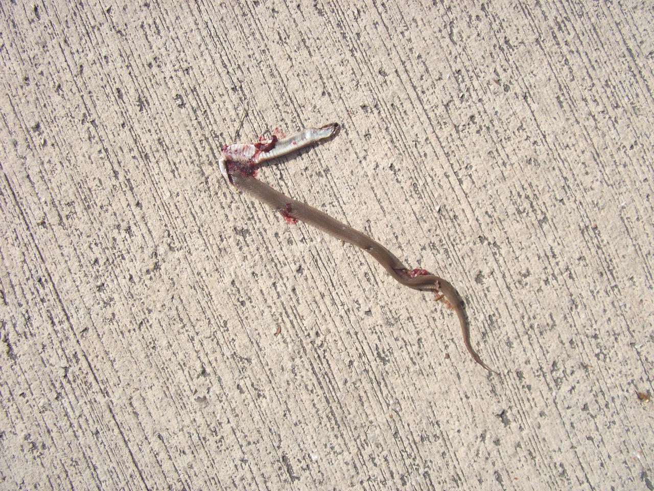 Dead Snake in the Middle of the Road 2 by IAmSimCarstairs on DeviantArt