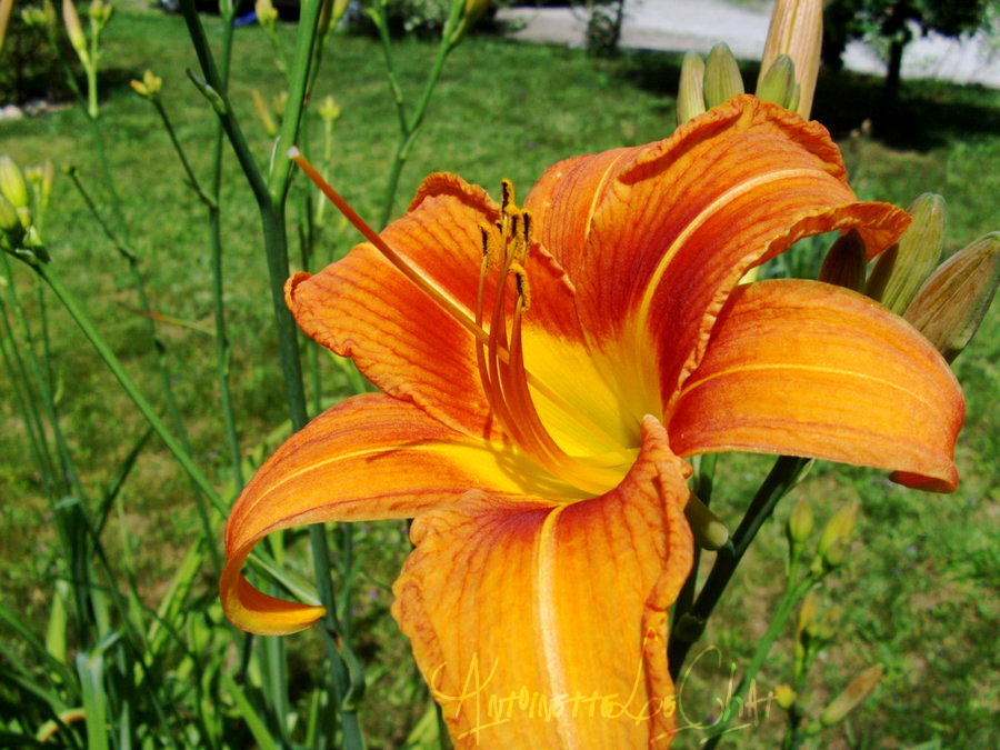 Day Lily