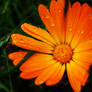 Orange Flower 1