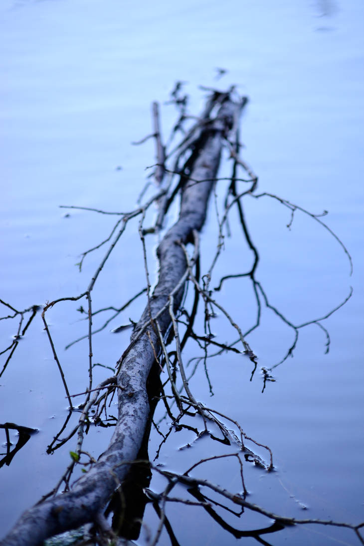 Into the pond