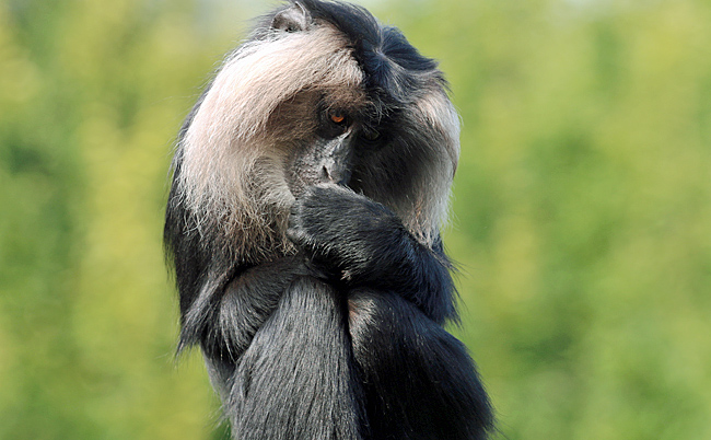 Lion-tailed Macaque (II)