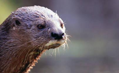 Spot-necked Otter (III)
