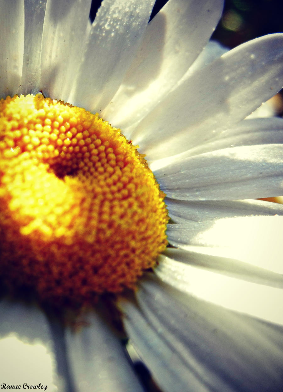 Wet Daisy