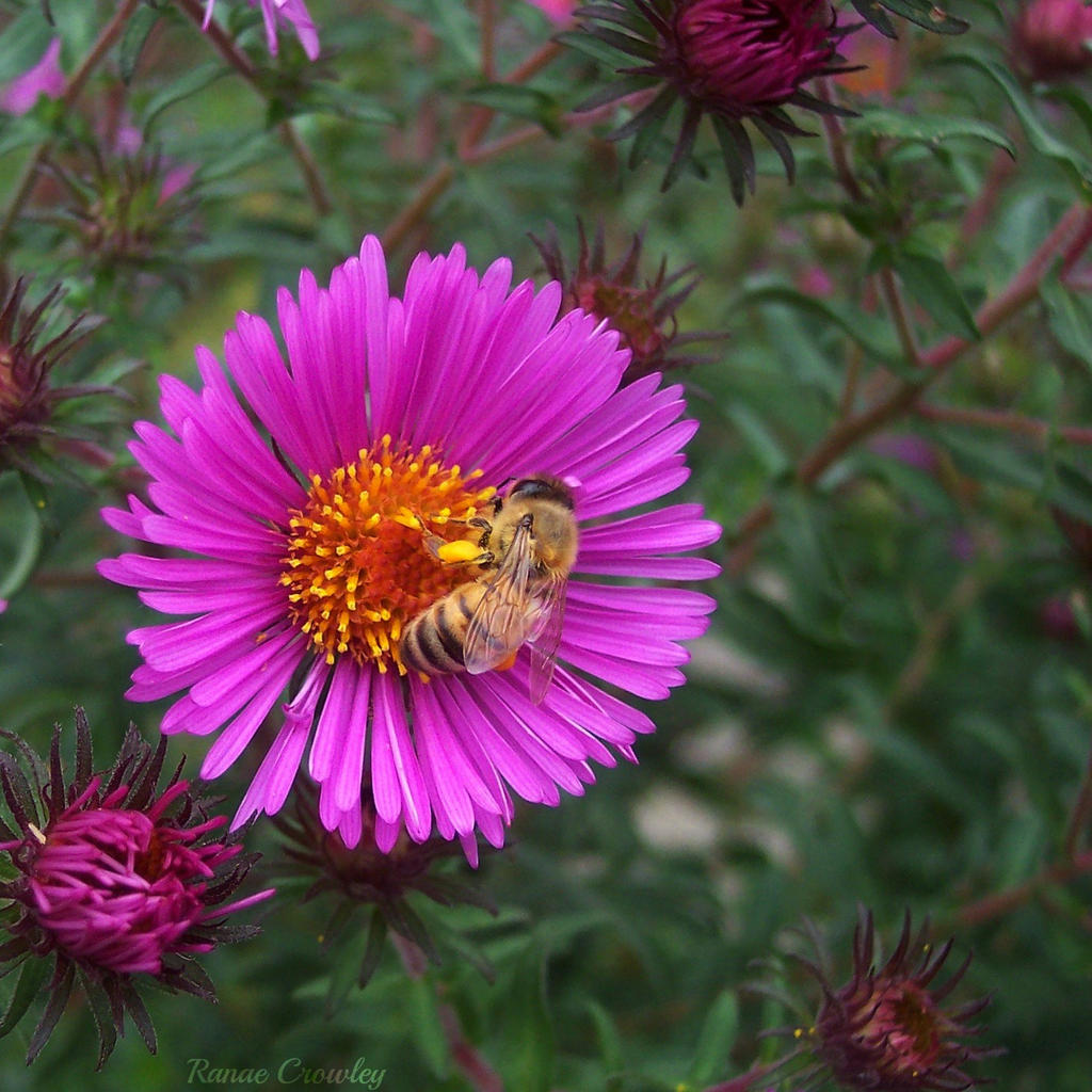 Bee on flower