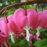 Bleeding hearts