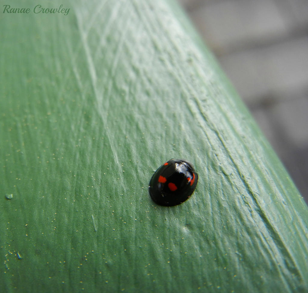 Little black ladybug