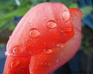 Macro tulip drops by Ranae490