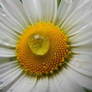 Daisy macro drop