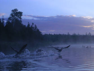 Great Canadian Geese